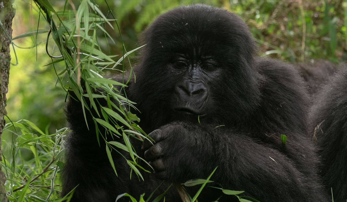 9 Days Uganda Gorillas, Chimps and Wildlife Safari