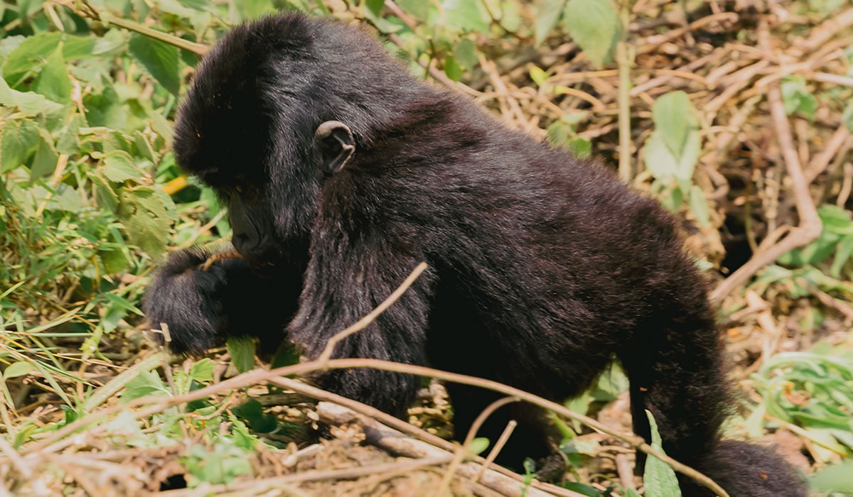 10 Days Congo Gorilla and Wildlife Safari