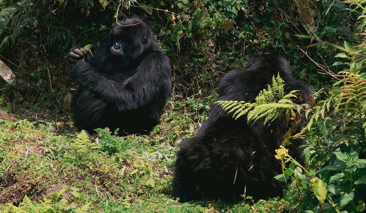 7 Days Congo Gorillas and Wildlife Adventure