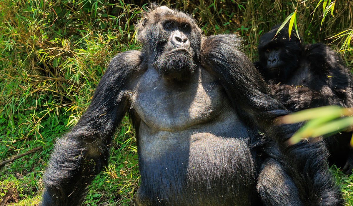 3 Days Rwanda Gorilla Safari
