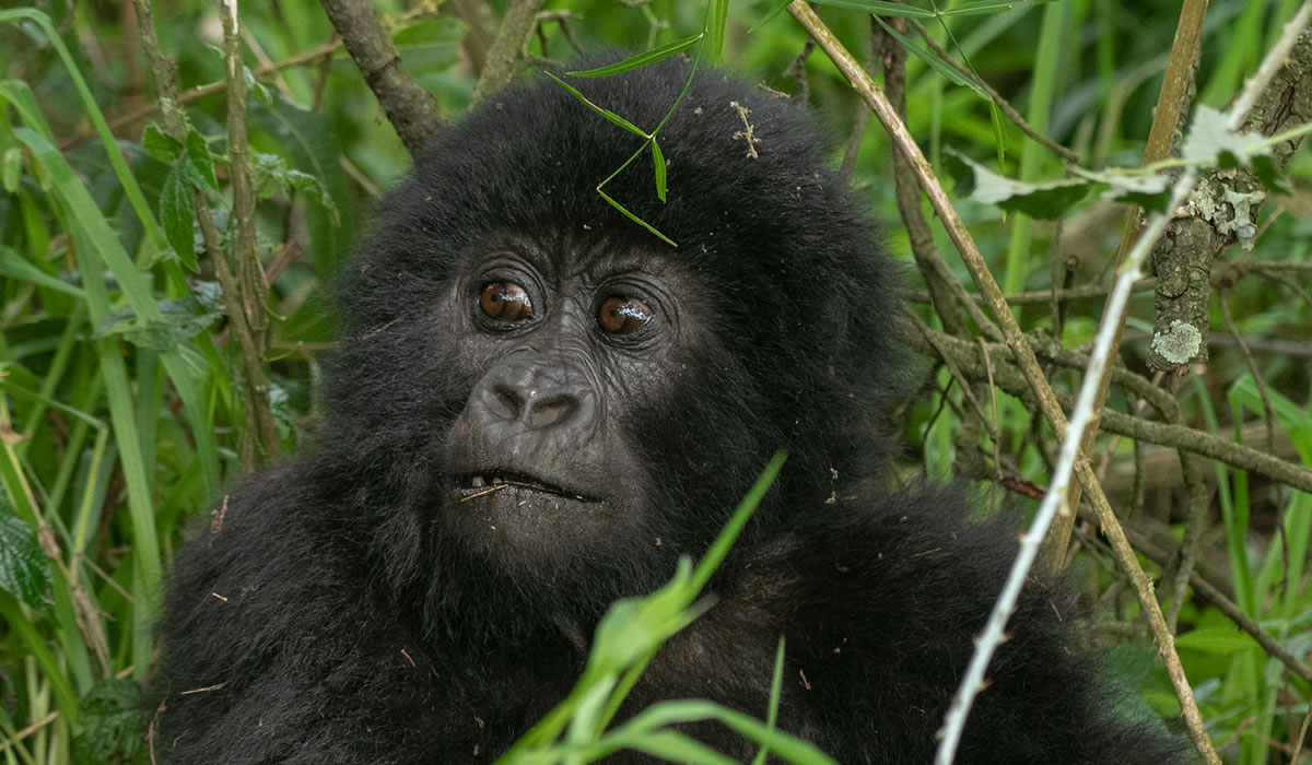 Gorilla Trekking in Uganda