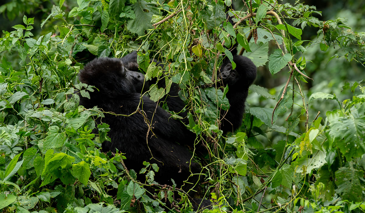 Facts About Uganda as a Travel Destination