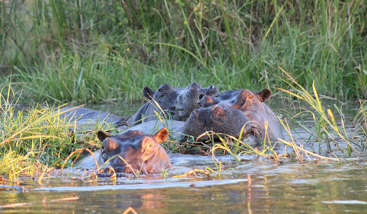 2 Days Rusizi National Park Safari