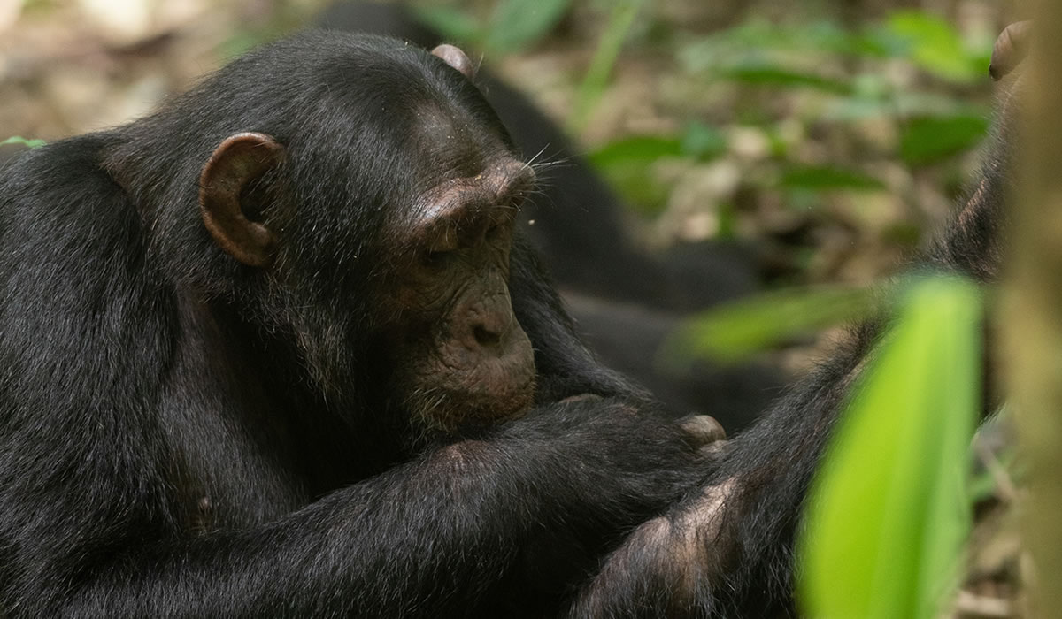Kibale Forest National Park