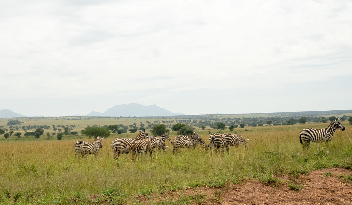 Kidepo Valley National Park