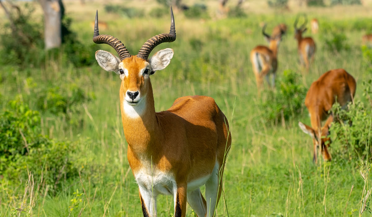 4 Days Uganda Wildlife and Primate Tracking Tour