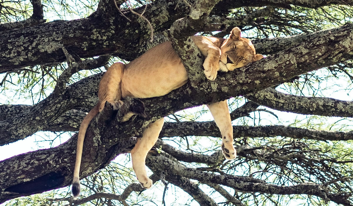 4 Days Tarangire and Lake Manyara Safari