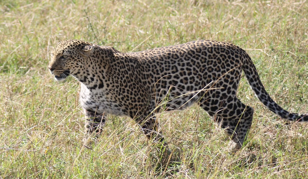 8 Days Best of Kenya Safari