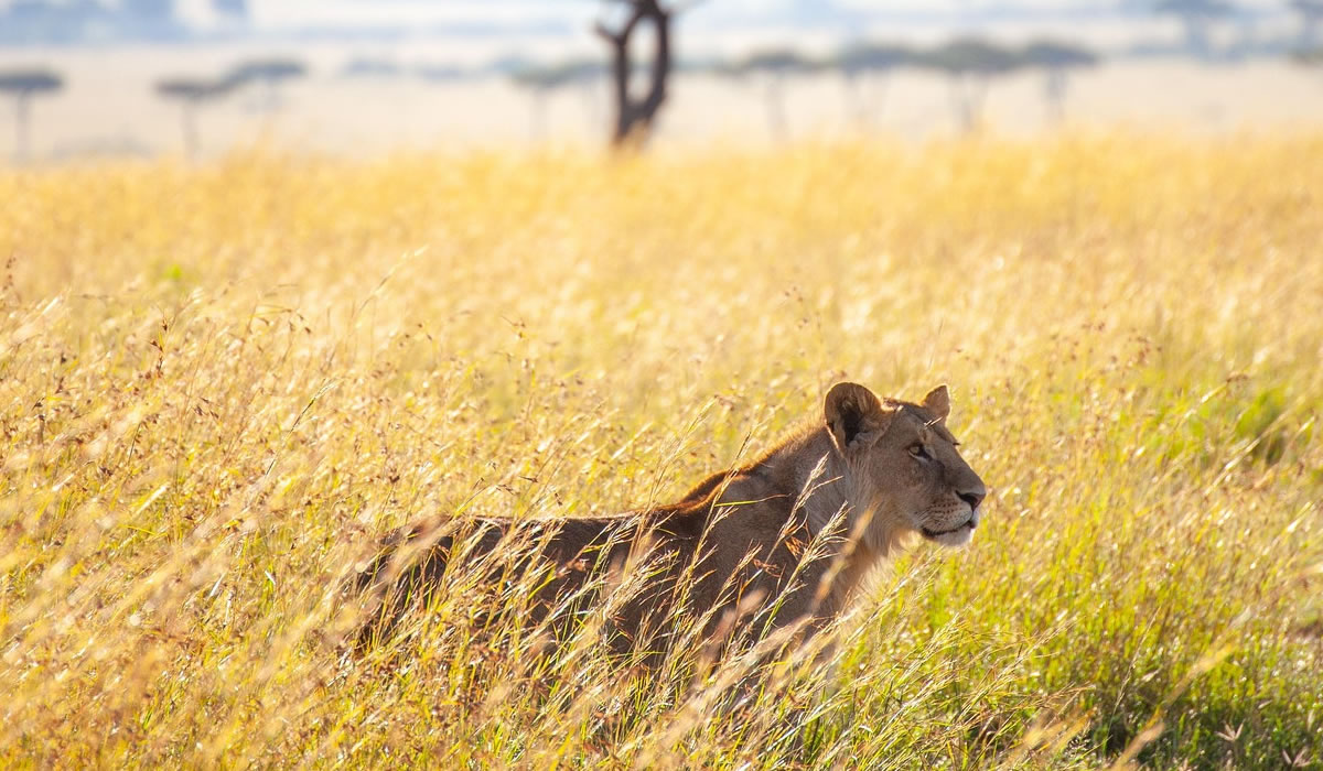 4 Days Amboseli and Tsavo Safari