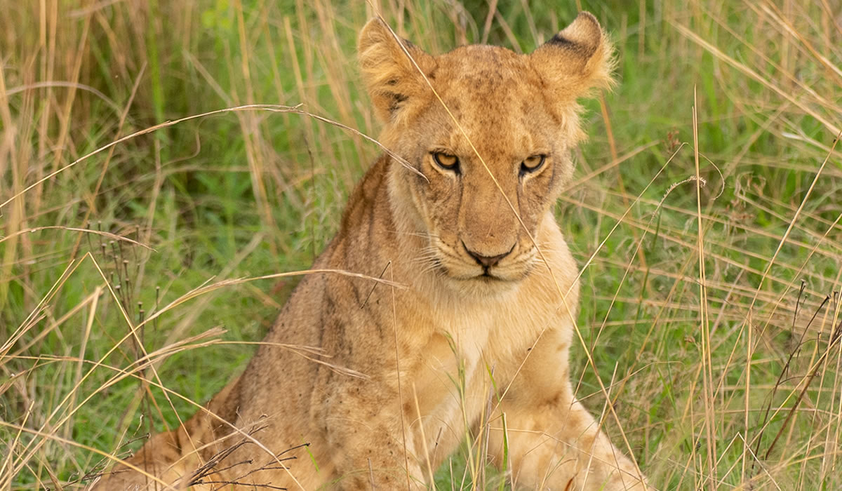 2 Days Queen Elizabeth National Park Safari