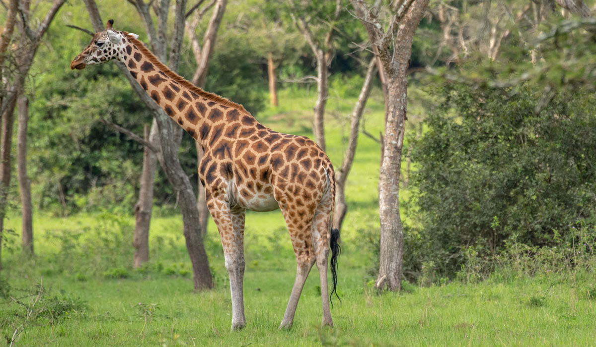 Lake Mburo National Park