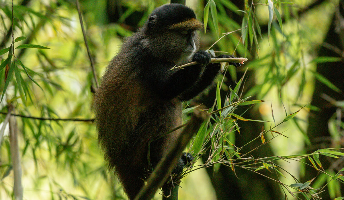 Mgahinga Gorilla National Park
