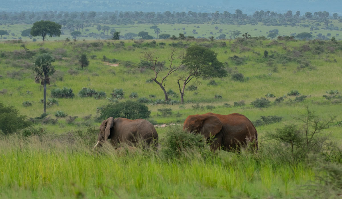 Murchison Falls National Park
