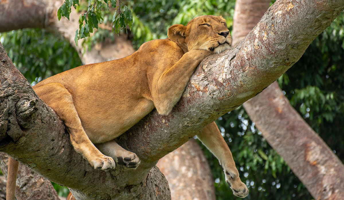 Queen Elizabeth National Park, Uganda National Parks