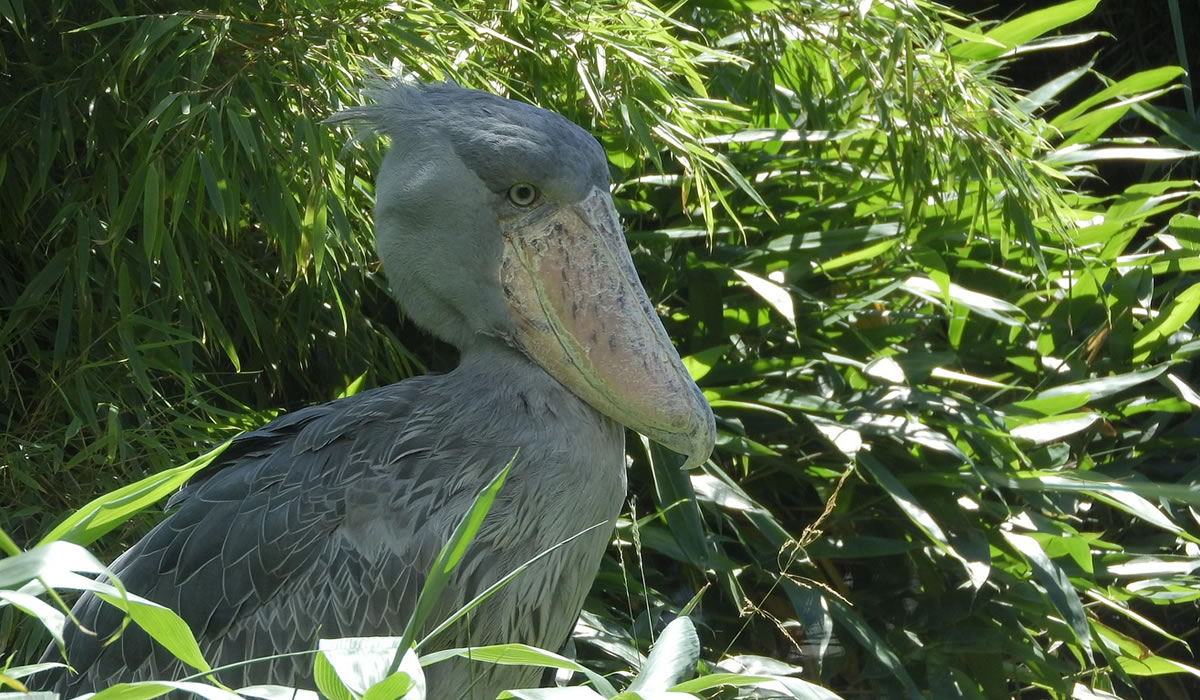 Bird Watching Excursion in Mabamba Wetland