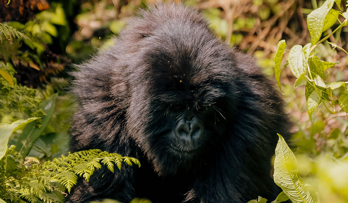 8 Days Rwanda Primate and Wildlife Adventure