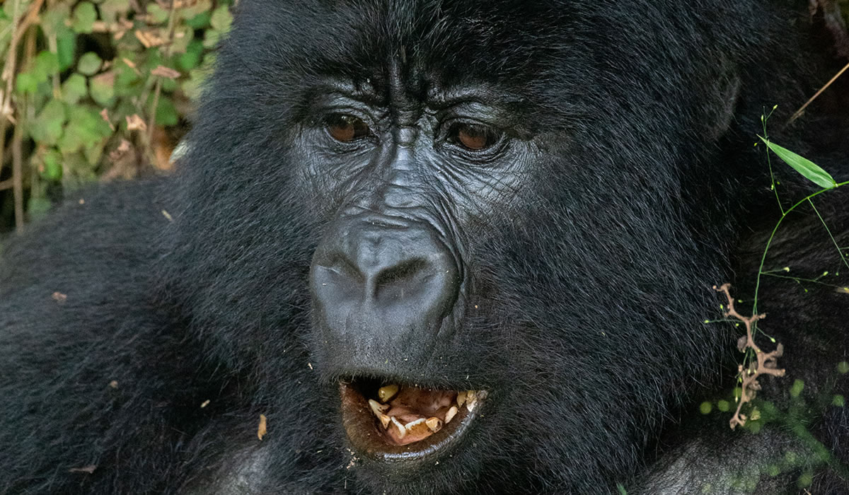 7 Days Uganda Wildlife and Gorilla Safari