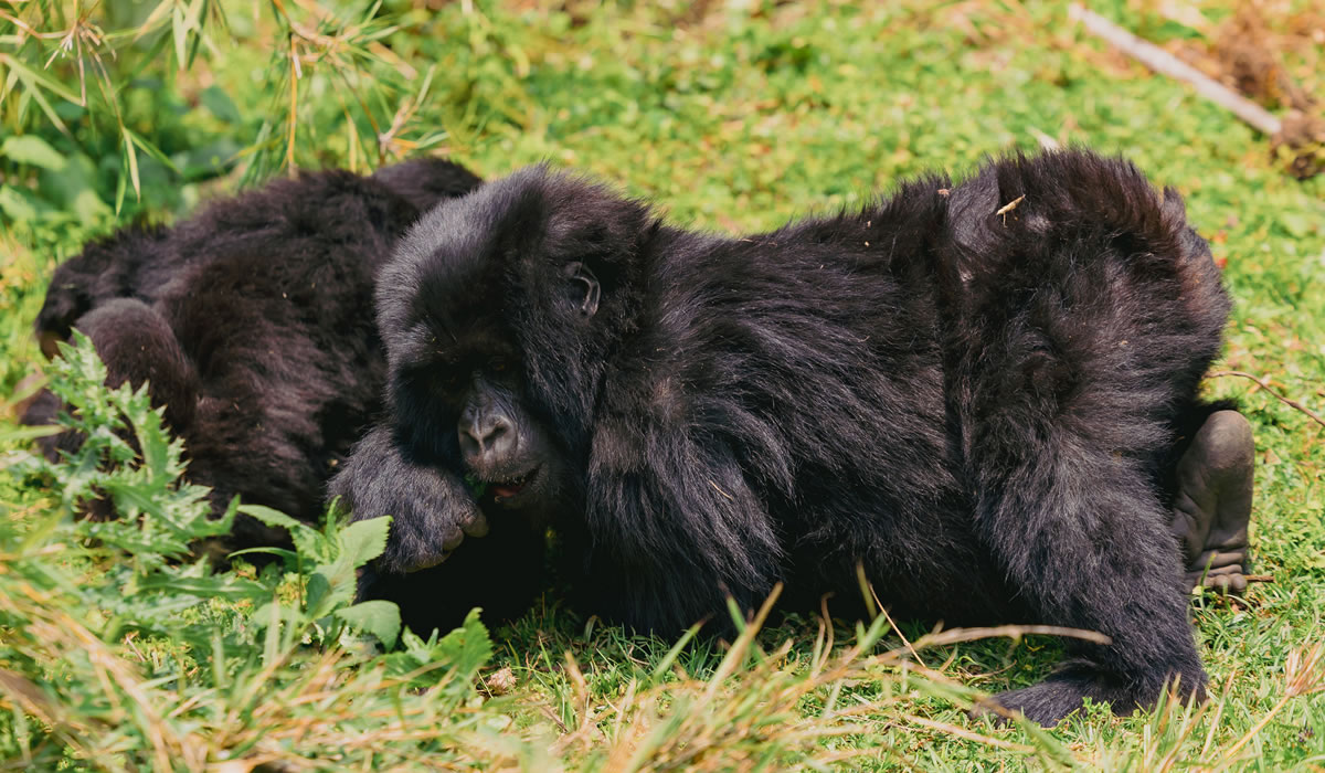 5 Days Virunga Gorillas and Lake Kivu Safari