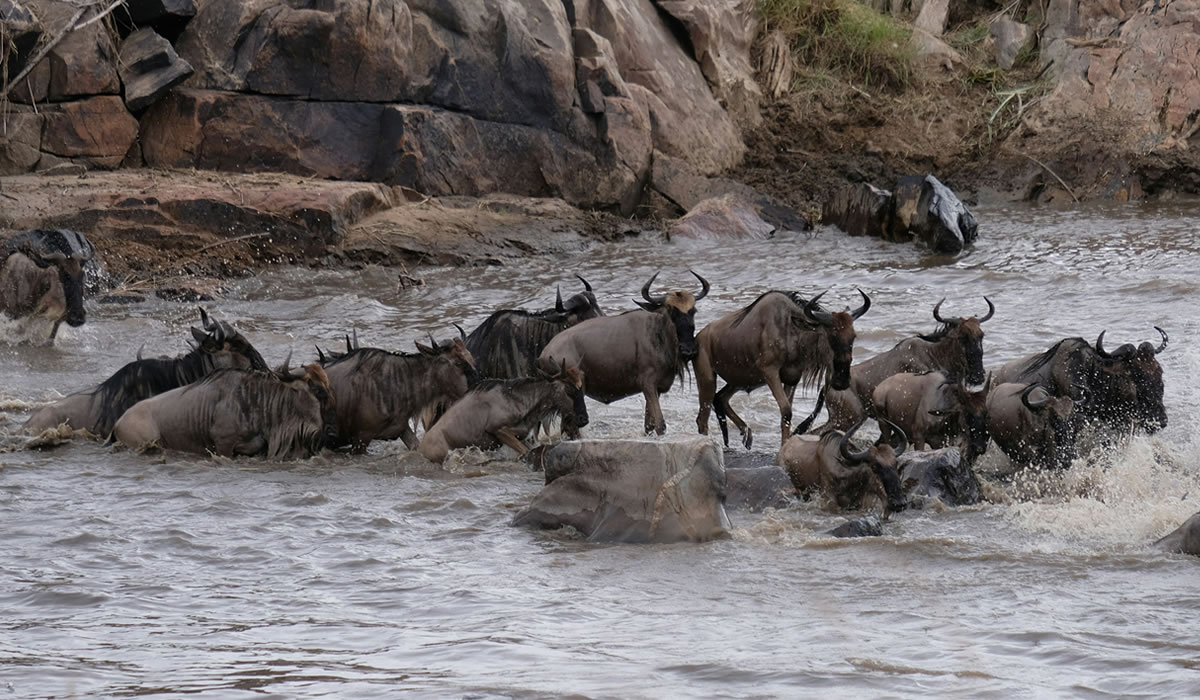 6 Days Serengeti Migration Safari, Tanzania Tours