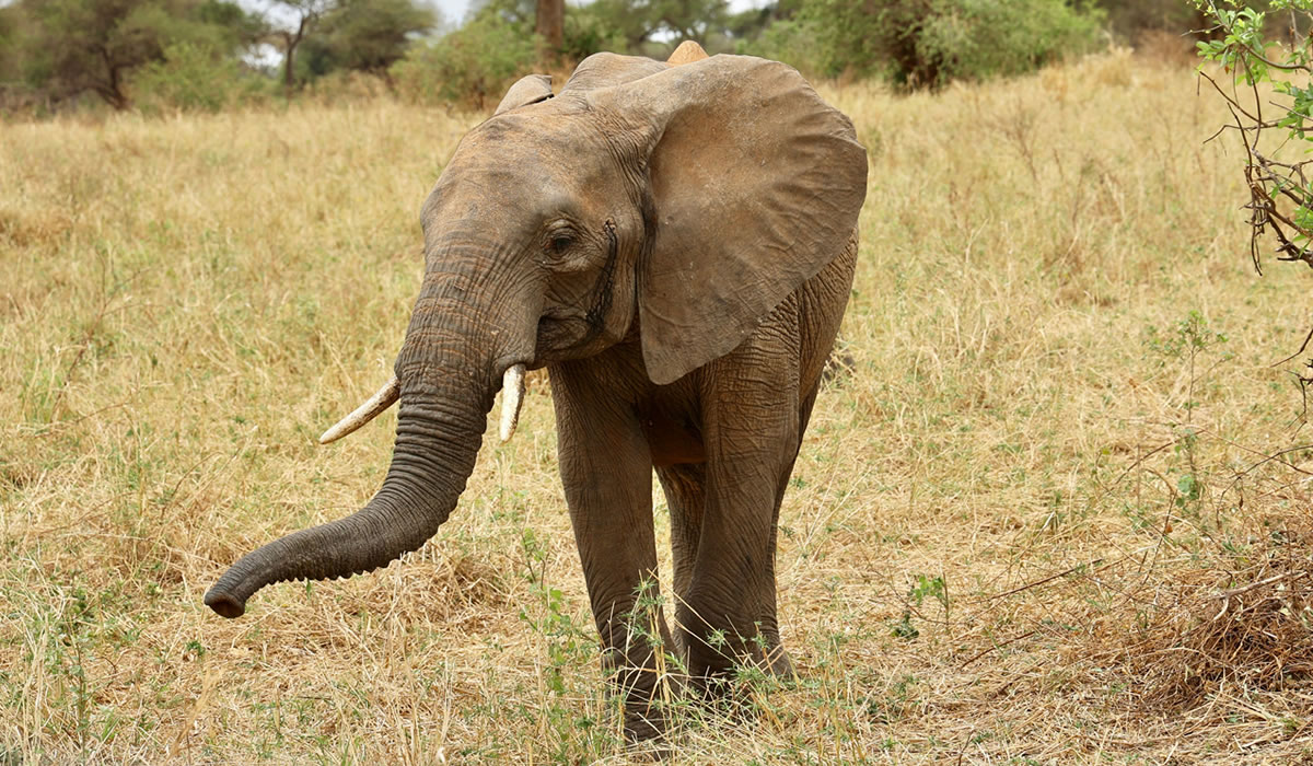 12 Days Ultimate Tanzania Safari Experience