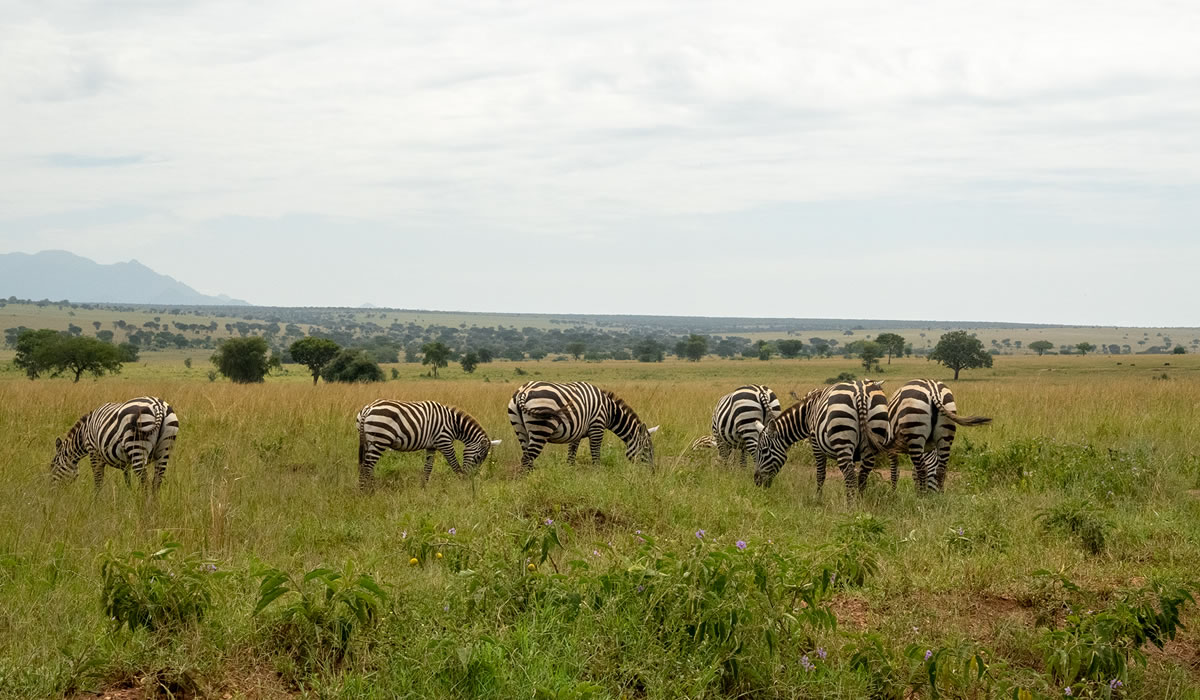 Best Time of the Year to Visit Uganda